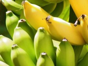 El plátano también puede ser fuente de electricidad y bioetanol