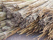 Cultivos energéticos leñosos: explotaciones agrícolas, no forestales, como en Alemania