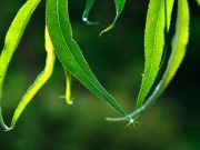 Rokwood: una oportunidad para los cultivos energéticos de rotación corta