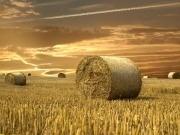 Biomasa, la renovable con mayor número de empleos por MW en 2011