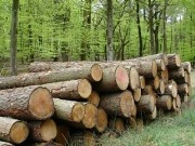 A fifth of global energy could be provided by biomass without damaging food production, says UKERC