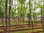 EmpleaVerde cuenta de nuevo con la biomasa para crear empleo