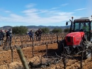 Sarmientos de vides para producir la energía de tres centrales nucleares