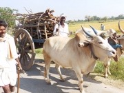 Bioenergía de la madera, menos mala de lo que se pensaba