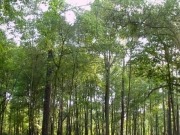 2,5 millones de euros en ayudas para la bioenergía en Extremadura