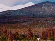 De árboles muertos por insectos a biomasa