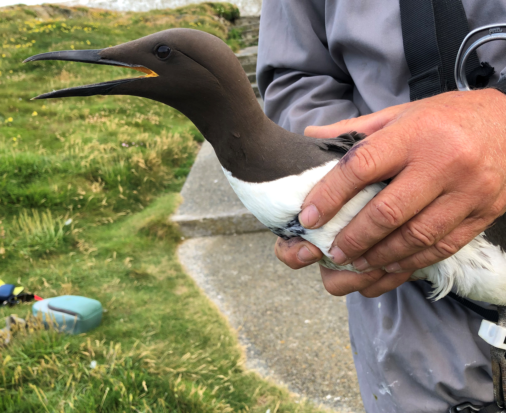 Tidal Energy Scheme Trials Solar Powered Bird Tracker