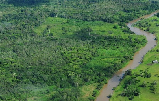  Un nuevo fondo sitúa la protección de los bosques en el centro de la acción climática mundial 