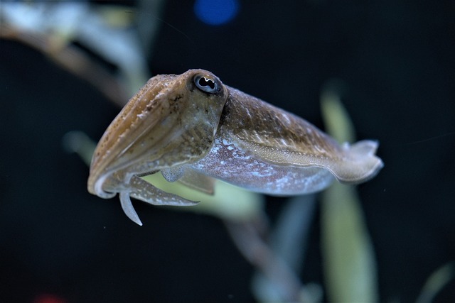 Melanin From Cuttlefish Ink a Sustainable Biomass Resource