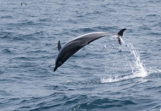 El Tratado Global de los Océanos entra hoy en vigor 