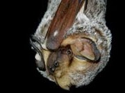 New research helps predict bat presence at wind energy facilities