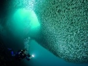 Danish find fish thriving around offshore wind farms