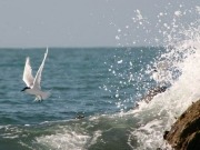 Birds influential in consent for offshore wind projects