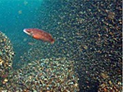 Study finds fish thriving around offshore wind farms