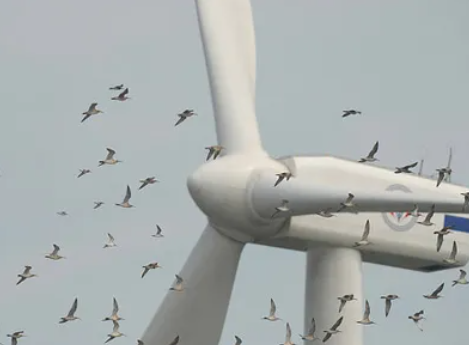 La ONG ecologista Arco Iris presenta alegaciones contra el decreto de protección de la avifauna en parques eólicos