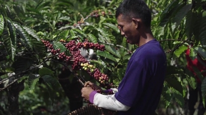 Veracruz: Inauguran una instalación fotovoltaica en una planta de café