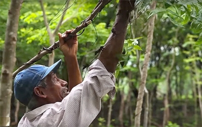 Gesternova Energía compensa sus emisiones y obtiene el Sello CeroCO2 de Ecodes por quinto año consecutivo