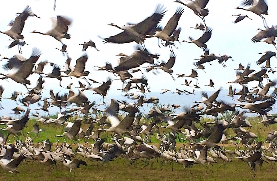 Grullas en el Lago Hula Grullas en el Lago Hula