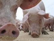 Se prohíbe consumir cerdo criado a más de dos kilómetros Se prohíbe consumir cerdo criado a más de dos kilómetros