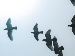 El primer parque solar urbano de Madrid tendrá 237 megavatios de potencia