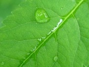 Scientists develop artificial leaf to tap photosynthesis as energy source